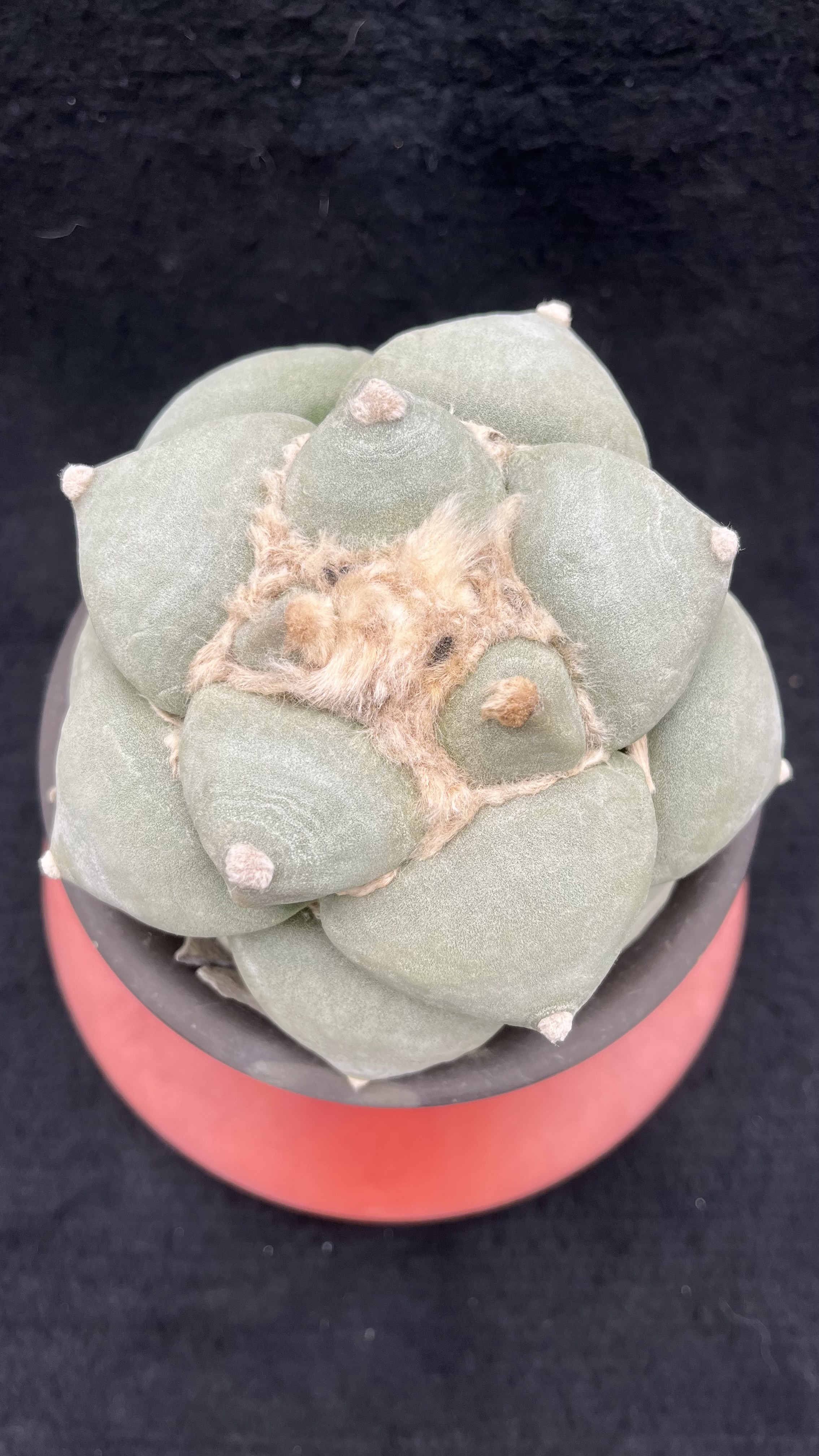 仙貨彩集